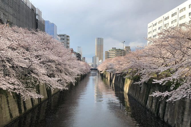A Dreamy and Delicious Day in Tokyo - Key Takeaways Before You Go