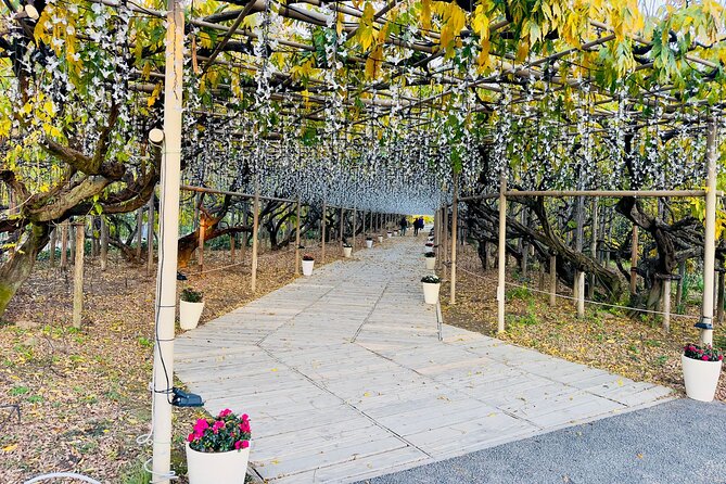 Ashikaga Flowers Park Pvt. One Day Tour with Pickup - Ashikaga Flower Park: Night Illuminations and Wisteria Reality Checks