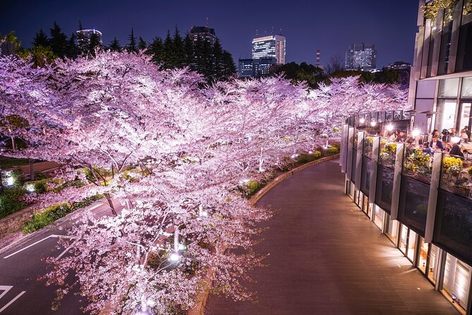 Cherry Blossom Private Tour - A Tokyo Sakura Route That Doesn’t Feel Like a Race