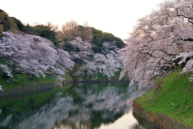 Cherry Blossom Private Tour - Why the Private Guide Matters in Sakura Season