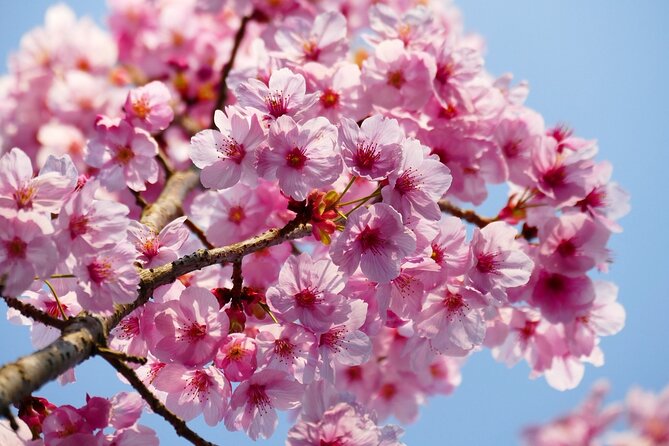 Cherry Blossom Private Tour - What’s Included to Keep You Comfortable