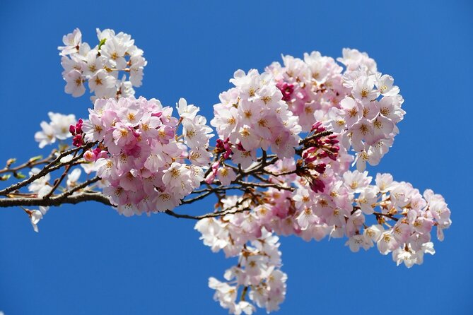 Cherry Blossom Private Tour - Pickup, Drop-off, and Getting Around Without Stress