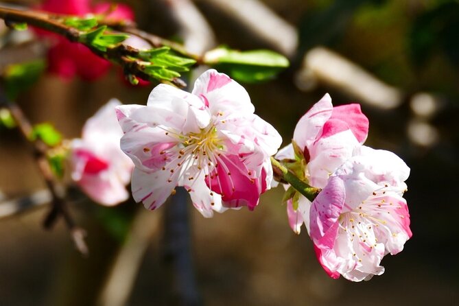 Cherry Blossom Private Tour - A Quick Reality Check: When Sakura Isn’t Perfect