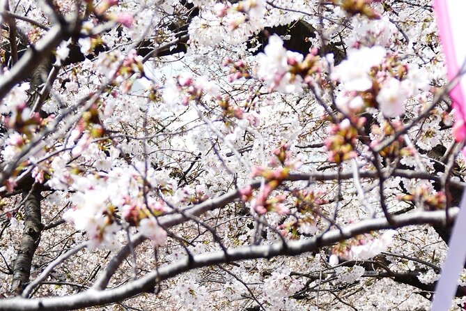 Cherry Blossom Private Tour - Price and Logistics: How $559 Works for Your Group