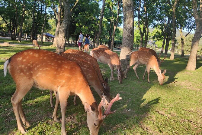 Customized 10-Day Golden Route of Japan Family Tour - The core cities: How the route stays classic, not random