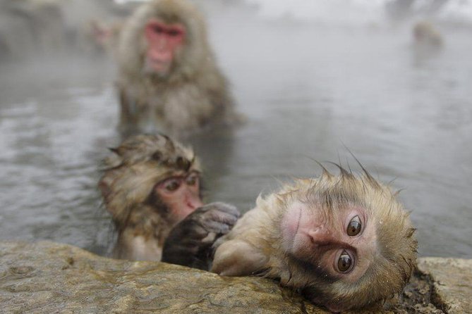 Day Trip to See the Snow Monkeys from Shinjuku with Lunch Buffet - Key Points to Know Before You Go