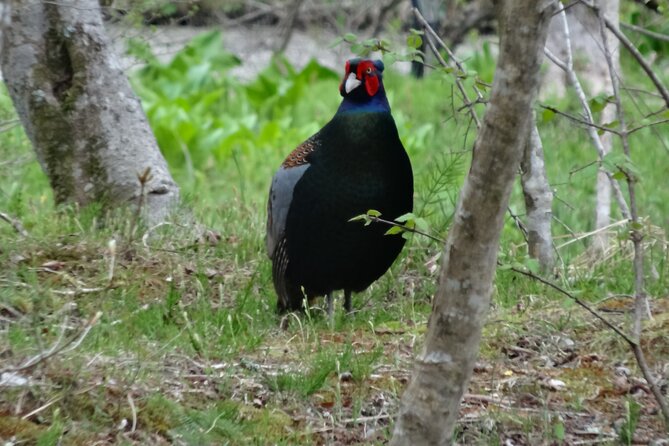 Easygoing Nature Walk in Hakone Tour - Meet at 9:00 AM and Get Set Up for Spotting Wildlife