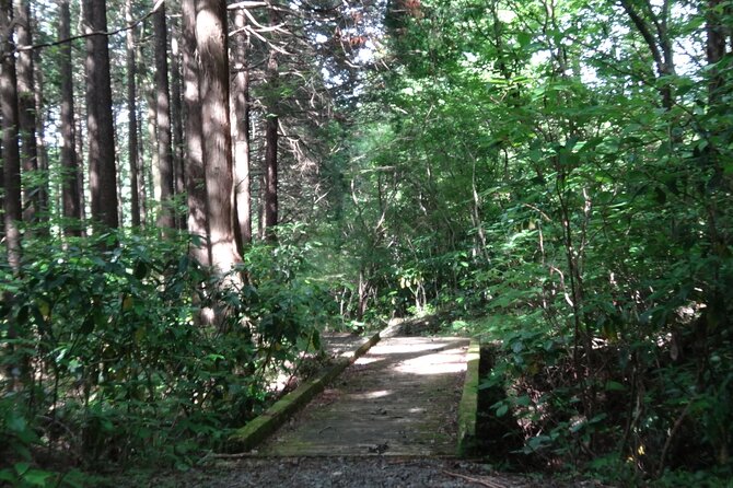 Easygoing Nature Walk in Hakone Tour - The Value in the Price: What $39.19 Really Buys