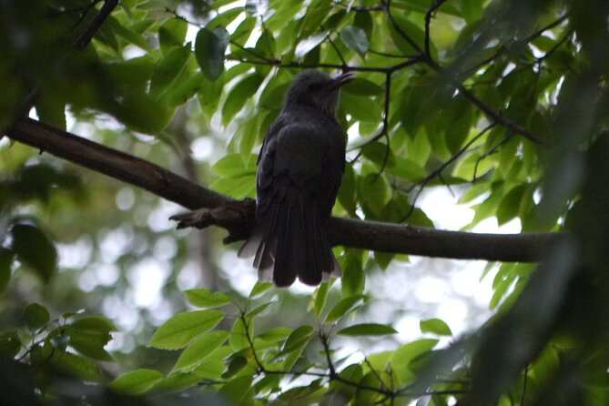 Easygoing Nature Walk in Hakone Tour - Who This Tour Fits Best (and Who Should Skip It)