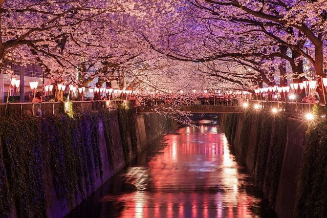 Evening Hanami (Cherry Blossom) Experience with a Local - Key things to know before you go