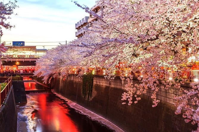 Evening Hanami (Cherry Blossom) Experience with a Local - Price and Value: Is $224 Worth It?