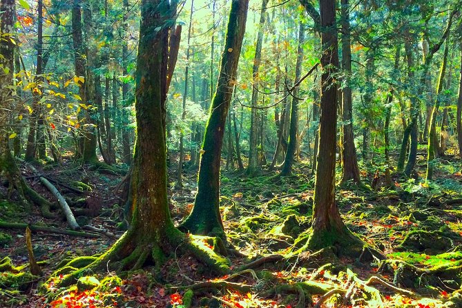 Explore Mt. Fuji Ice Cave in Aokigahara Forest - Walking the Sea of Trees: What to Expect in Aokigahara Forest