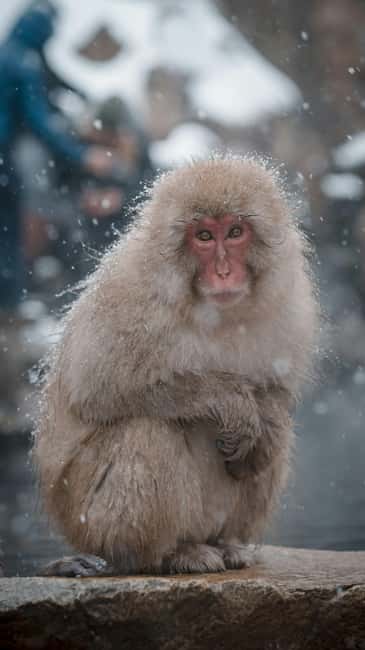 F: Tokyo:Nagano snow monkey/Zenko Ji temple private day tour - Key Things That Make This Tour Worth Your Time