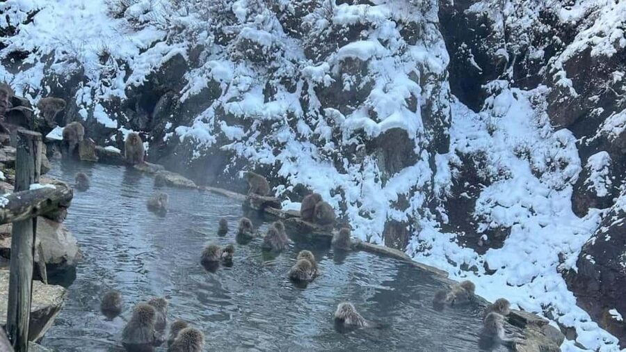 F: Tokyo:Nagano snow monkey/Zenko Ji temple private day tour - A Private Nagano Day That Actually Feels Like a Day