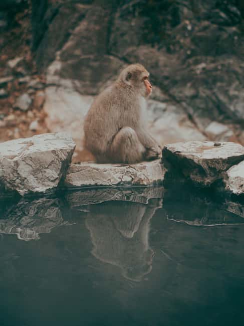 F: Tokyo:Nagano snow monkey/Zenko Ji temple private day tour - Jigokudani Monkey Park: Snowy Hot Springs and Animal “Mood”