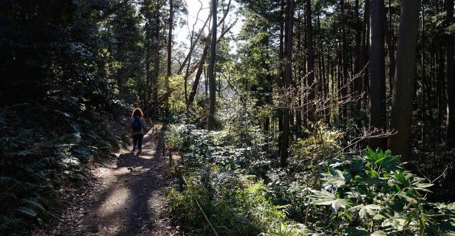 From Kamakura: Daibutsu Hiking Trail Tour with Local Guide - Key things to know before you go