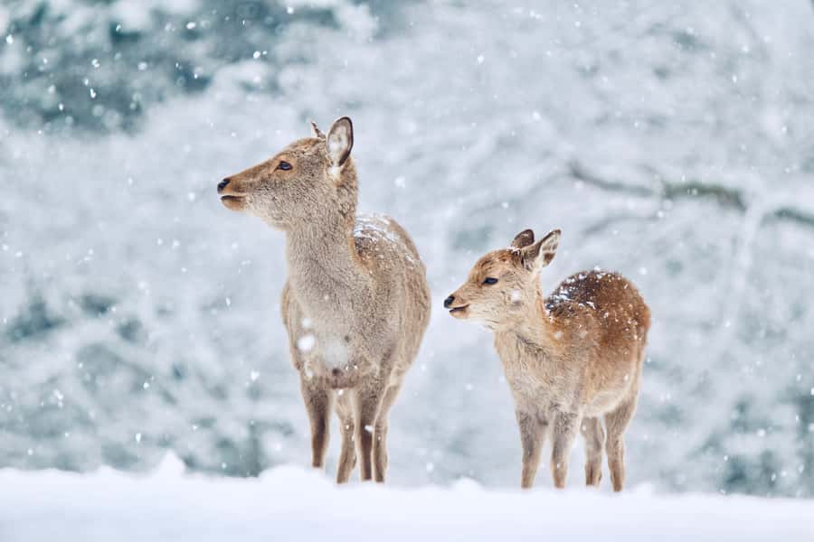 From Osaka: Kyoto & Nara Highlights Day Tour (7 attractions) - Nara Park deer to Todaiji’s Great Buddha