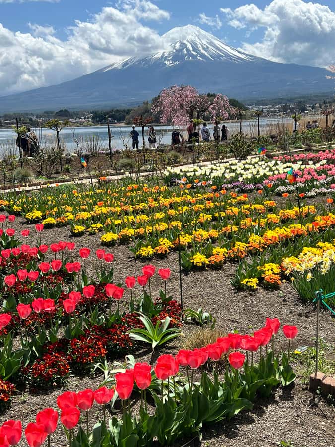 From Tokyo: Mount Fuji and Hakone Private Day Trip - Tour value and cost: what you’re paying for (and what’s extra)