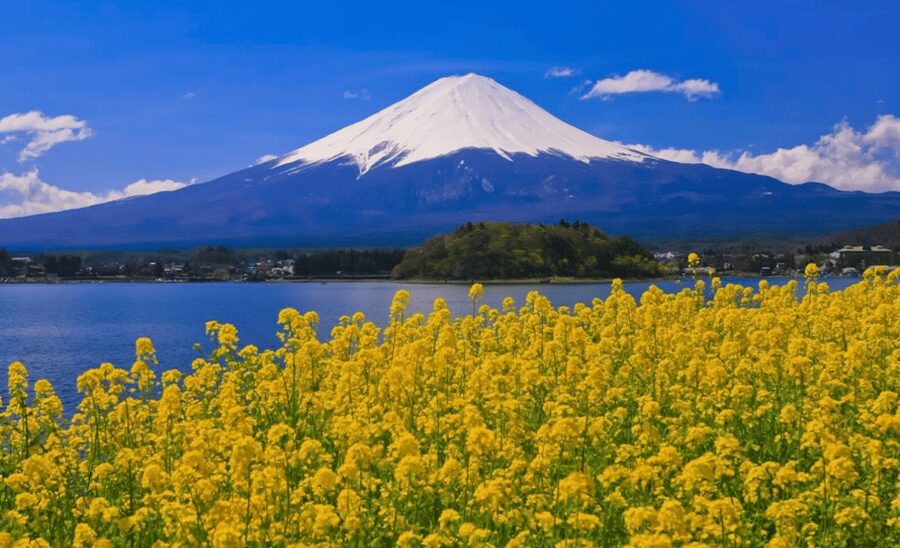 From Tokyo:Mount Fuji&Hakone Customize Full Day Private Tour - Should You Book This Private Mt. Fuji Day Trip?
