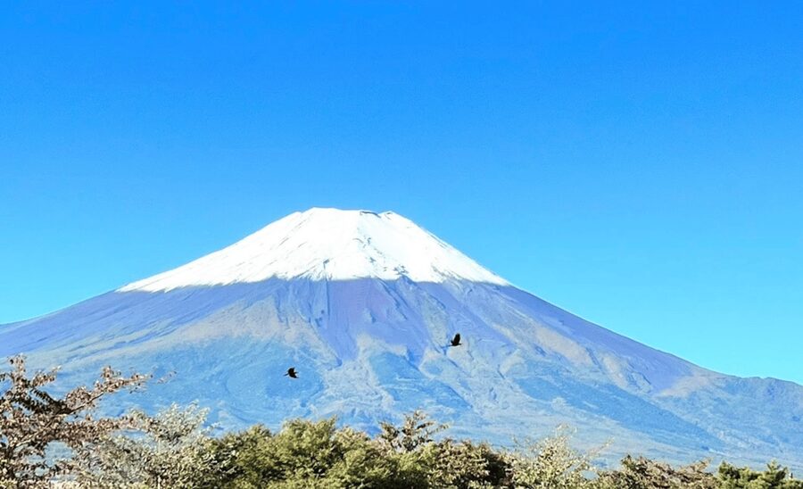 From Tokyo:Mount Fuji&Hakone Customize Full Day Private Tour - Lake Kawaguchi and Oishi Park: The View Variety That Makes One Day Work