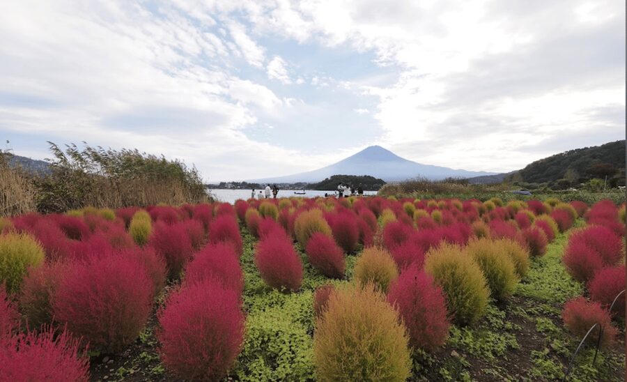 From Tokyo:Mount Fuji&Hakone Customize Full Day Private Tour - Where You’ll Meet the Driver: Shinjuku, Shibuya, and Real Door-to-Door Convenience