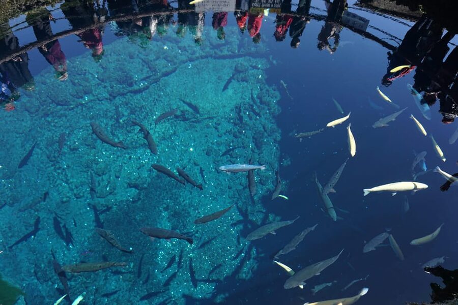 From Tokyo: Mt. Fuji And Hakone Private Sightseeing Day Trip - Lake Kawaguchiko and Oishi Park: where Fuji meets water
