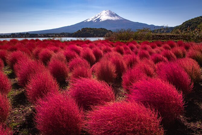 From Tokyo Mt.Fuji, Lake Kawaguchi, Makaino Farm day tour - Price and Value at About $84.70: What You Really Get