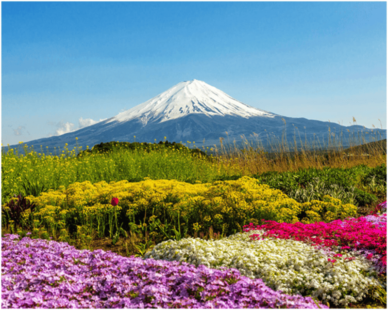 From Tokyo: Mt.Fuji, Lake Kawaguchi, Oshino Hakkai Day Tour - Price and value: is $51 per person fair?