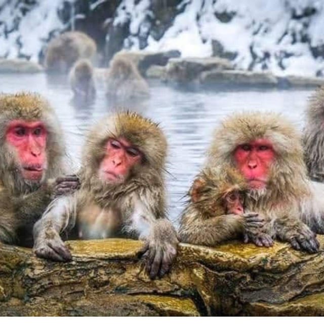 From Tokyo/Nagano: Luxury Snow Monkey Private Full-Day Tour - Luxury door-to-door from Tokyo or Nagano: what the 10-hour day really means