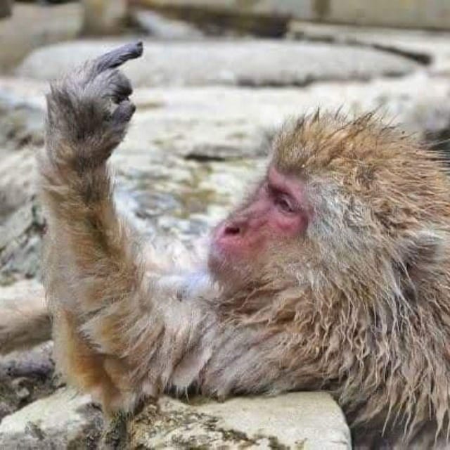 From Tokyo/Nagano: Luxury Snow Monkey Private Full-Day Tour - Zenko-ji Temple in Nagano: the calm counterweight to snow and noise