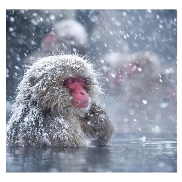 From Tokyo/Nagano: Luxury Snow Monkey Private Full-Day Tour - The driver experience: what you’ll notice in day-to-day service