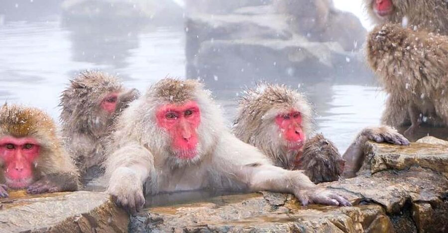 From Tokyo/Nagano : Private Snow Monkeys Park Full Day Trip - Jigokudani Monkey Park: Winter Baths and the Walk In