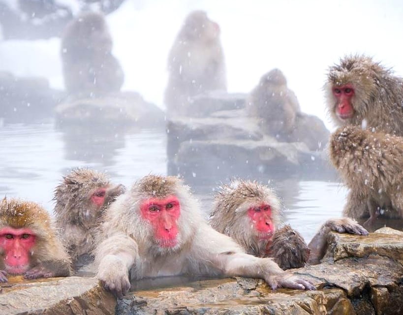 From Tokyo/Nagano : Private Snow Monkeys Park Full Day Trip - Guide Quality: Why Names Like Shomo, Ali, and Yoshi Matter