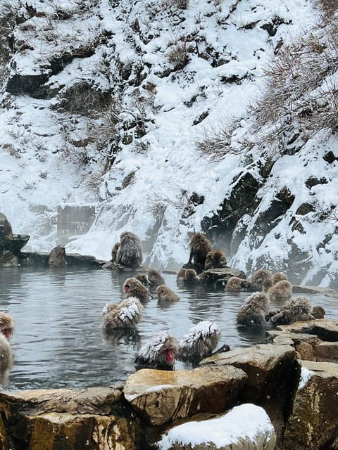 From Tokyo: Nagano Snow Monkey Park Zenkoji Temple Day Trip - Why This One-Day Nagano Route Works From Tokyo