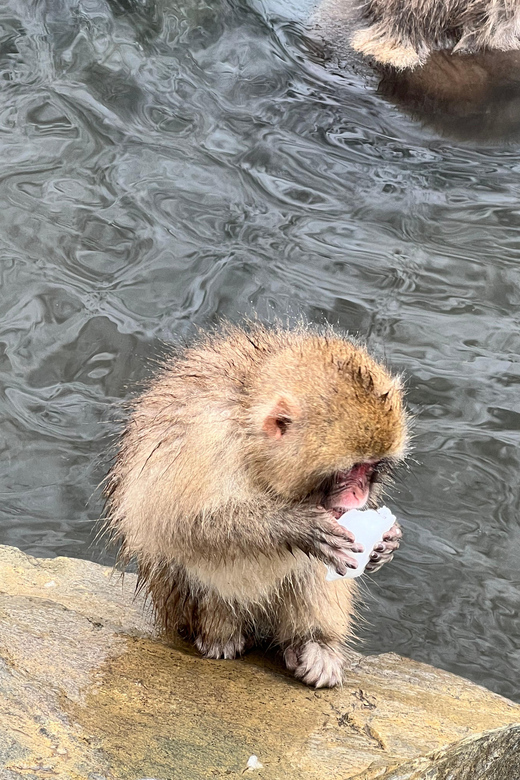 From Tokyo: Nagano Snow Monkey Park Zenkoji Temple Day Trip - Door-to-Door Pickup: What the Private Transport Really Changes