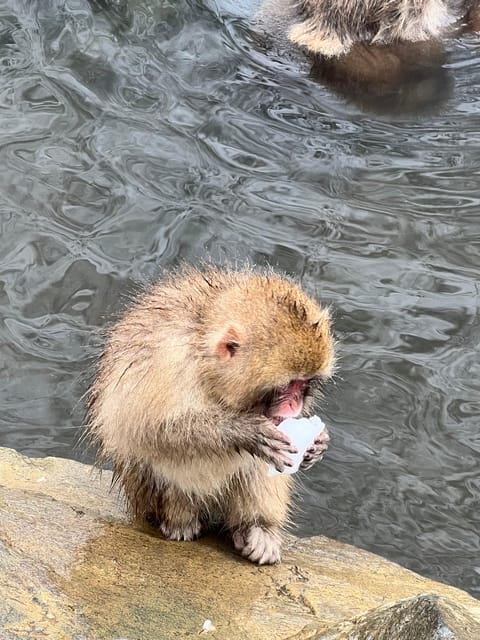 From Tokyo: Nagano Snow Monkey Park Zenkoji Temple Day Trip - Zenko-ji Temple: Photo Stops, Shopping Stroll, and Temple Scale