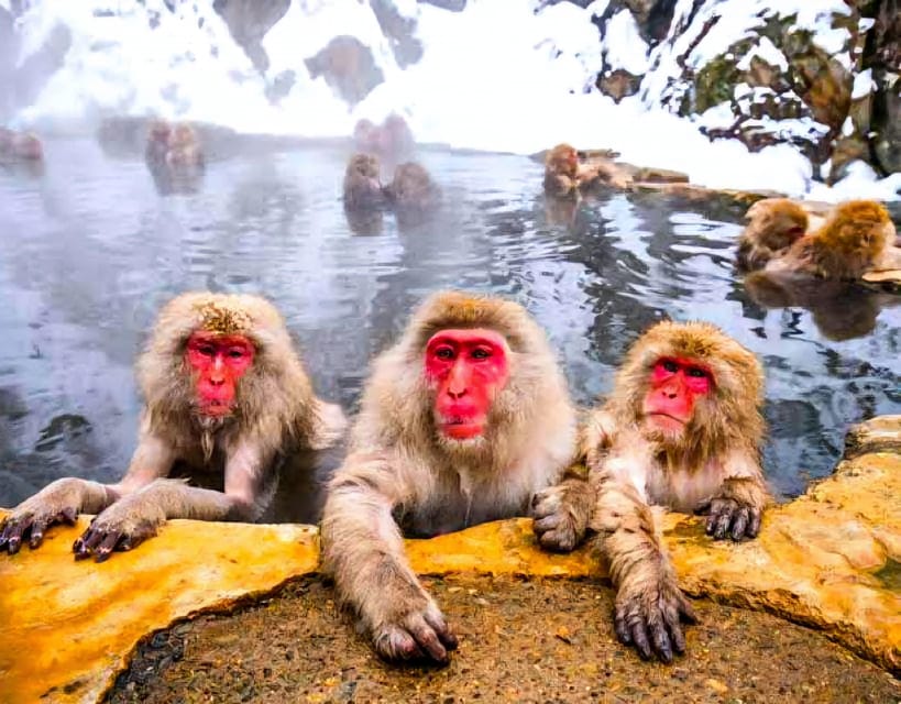 From Tokyo: Nagano Snow Monkey Park Zenkoji Temple Day Trip - Price and Logistics: Is $522 Per Group Worth It?