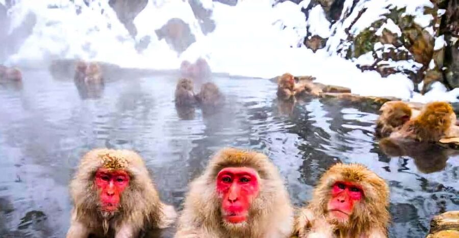 From Tokyo: Nagano Snow Monkey Park Zenkoji Temple Day Trip - Best Fit: Who This Tour Suits (and Who Might Feel Crowded)