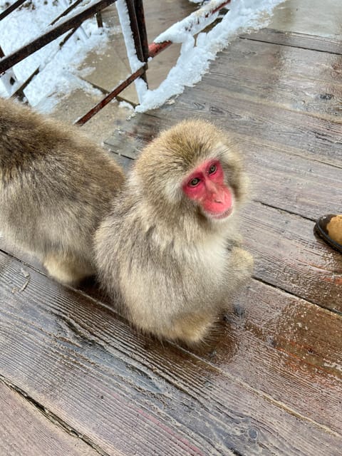 From Tokyo: Nagano Snow Monkey Park Zenkoji Temple Day Trip - Jigokudani Snow Monkey Park: The Hot-Spring Viewing Plan
