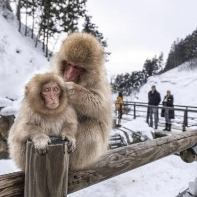 From Tokyo: Private Tour Snow Monkey Park & Zenko-ji Temple - Guide quality: English support and the kind of flexibility that actually helps