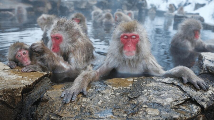 From Tokyo: Private Tour Snow Monkey Park & Zenko-ji Temple - A private Tokyo-to-Nagano day that feels controlled (not chaotic)