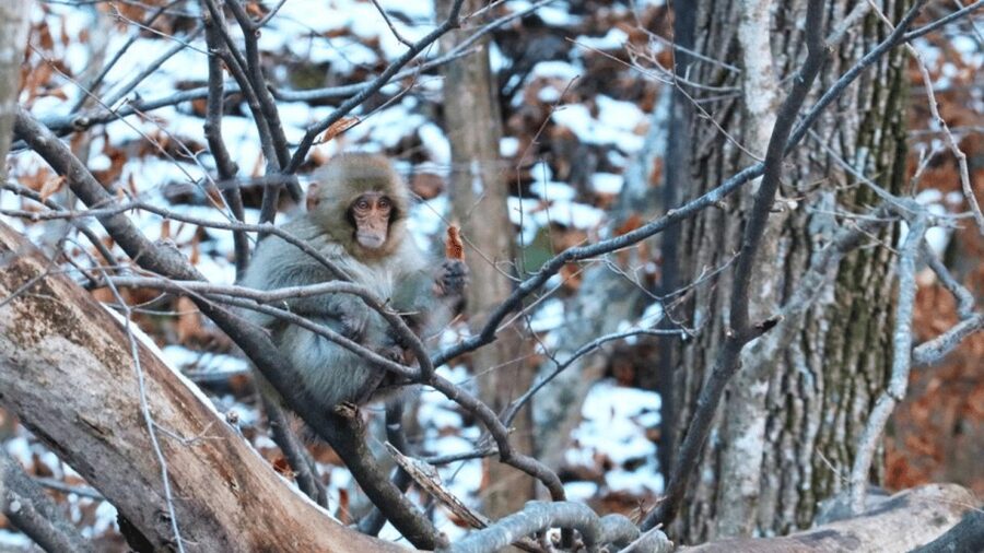 From Tokyo: Private Tour Snow Monkey Park & Zenko-ji Temple - Obuse: ending with a slower, scenic town stroll