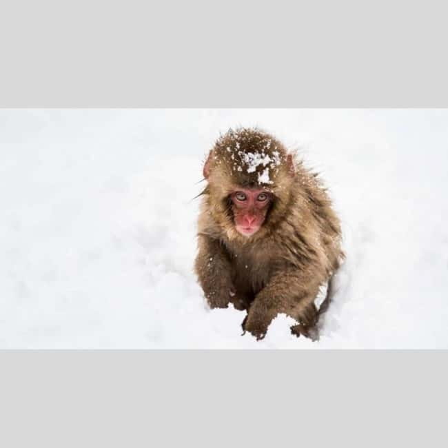From Tokyo: Snow Monkey Park and Miso Production Day Tour - What to Bring for Snow, Steps, and Photos