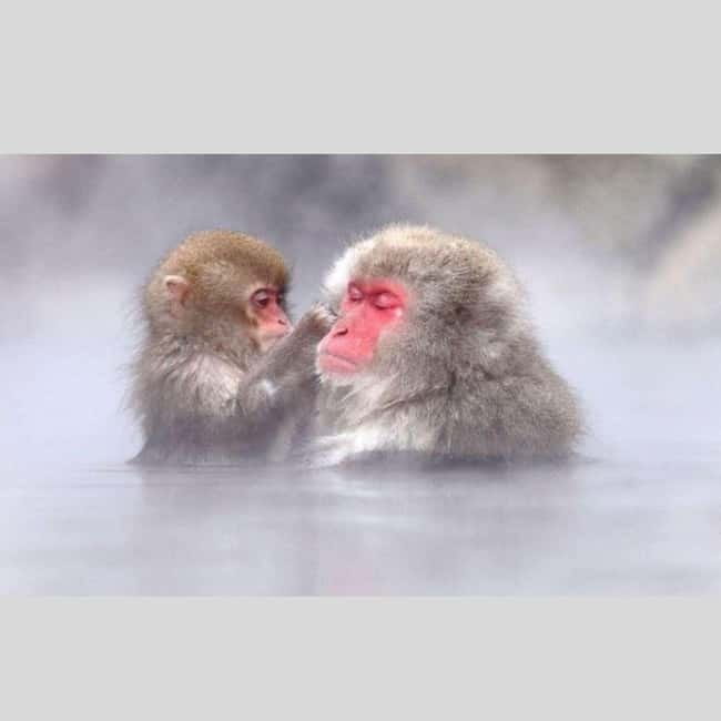 From Tokyo: Snow Monkey Park and Miso Production Day Tour - Price and Value: $455 Per Group Up to Six