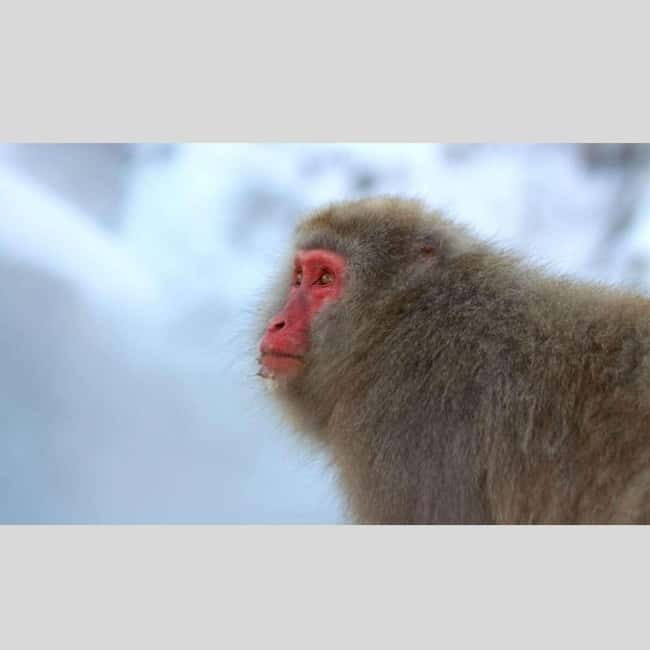 From Tokyo: Snow Monkey Park and Miso Production Day Tour - Jigokudani Monkey Park: Hot Springs, Wild Behavior, and Winter Footing