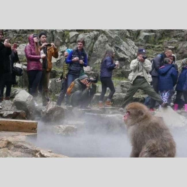 From Tokyo: Snow Monkey Park and Miso Production Day Tour - Obuse Miso Town: A Cultural Stop That Feels Local