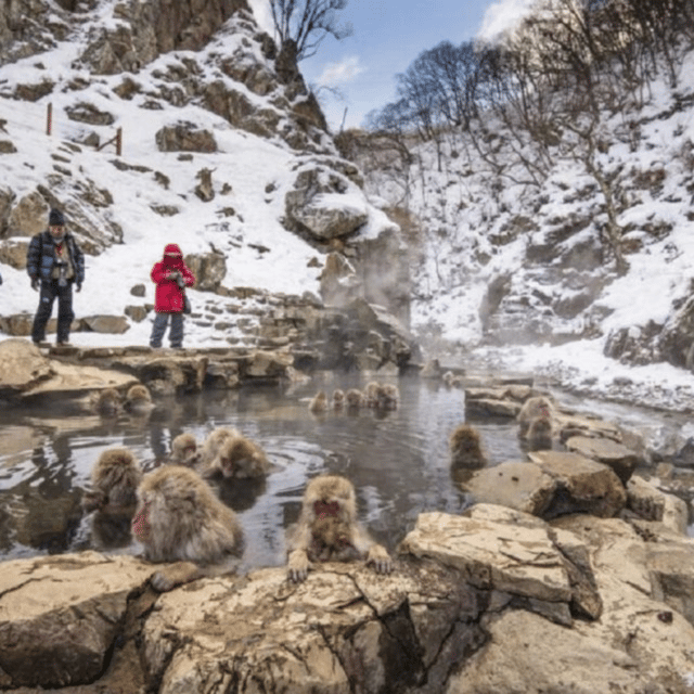 From Tokyo: Snow Monkey Park & Zenko-ji Temple Private Tour - Luxury Door-to-Door Tokyo to Nagano Transport That Actually Makes Sense