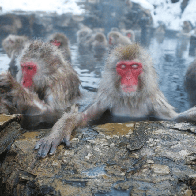 From Tokyo: Snow Monkey Park & Zenko-ji Temple Private Tour - Jigokudani Monkey Park: Snow Monkeys, Hot Springs, and Real Winter Footing
