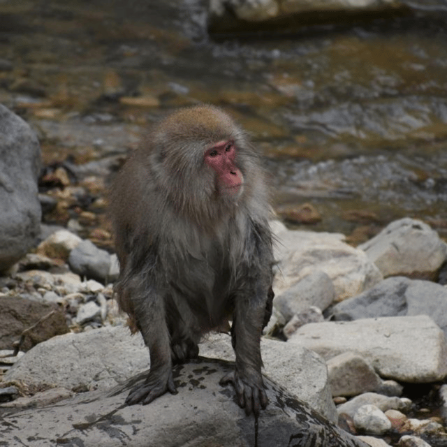 From Tokyo: Snow Monkey Park & Zenko-ji Temple Private Tour - Matsushiro Castle Ruins: Sanada Clan History Without the Museum Vibe