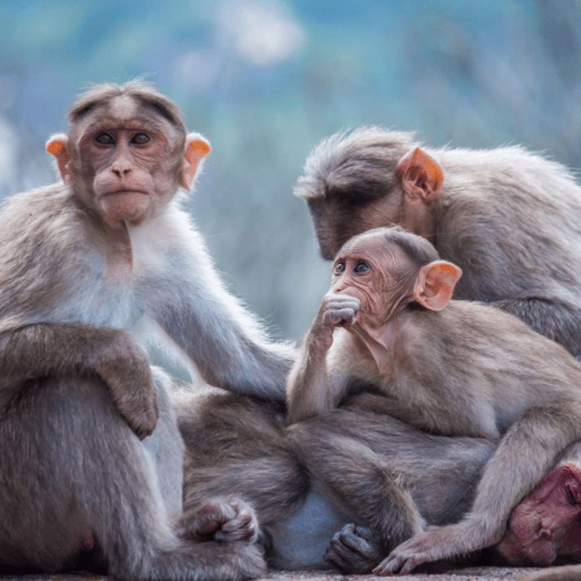 From Tokyo: Snow Monkey Park & Zenko-ji Temple Private Tour - How the 10-Hour Schedule Really Works (And How You Protect Your Day)